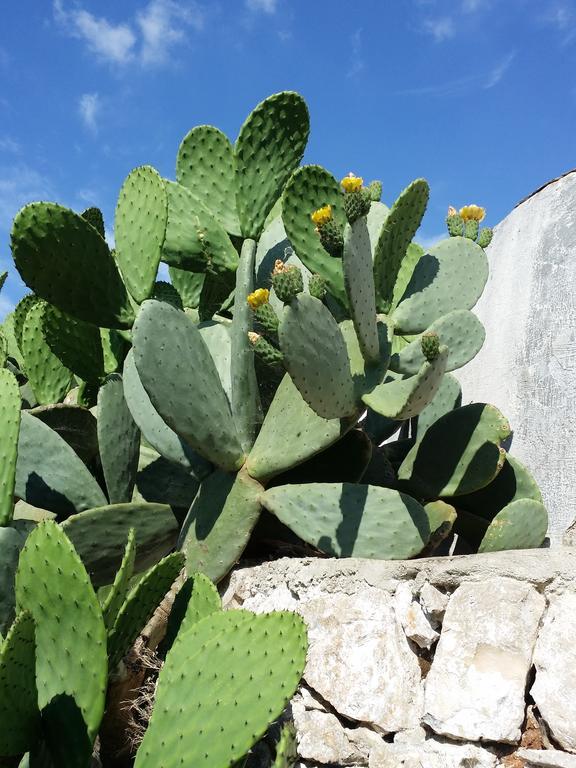 Il Melograno Bed & Breakfast Ceglie Messapica Dış mekan fotoğraf