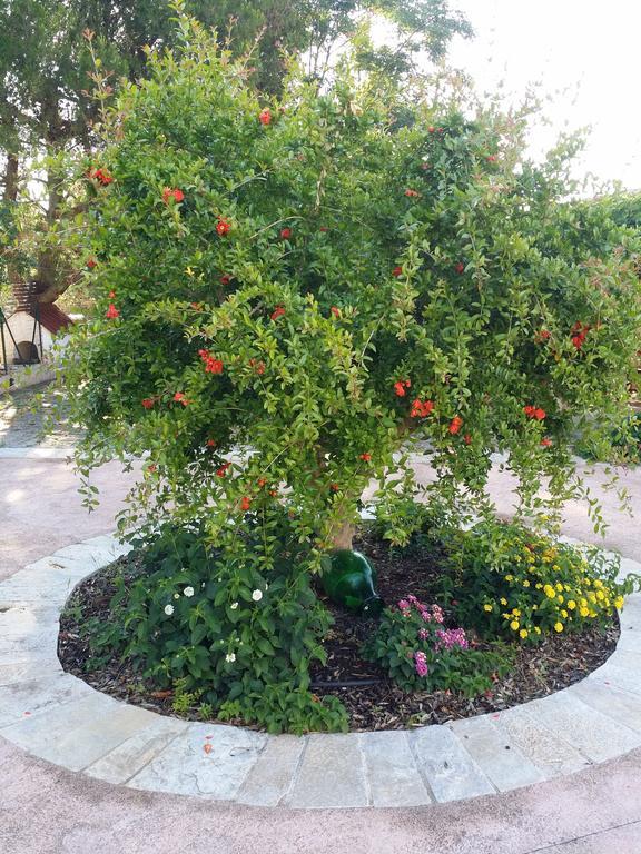 Il Melograno Bed & Breakfast Ceglie Messapica Dış mekan fotoğraf